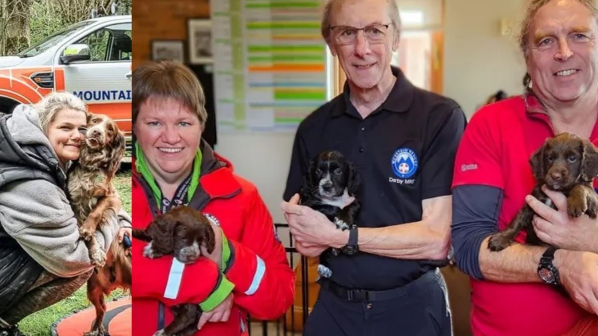 Illustration : "2 ans après avoir été secourue au pied d'une falaise, une chienne surprend ses sauveurs en leur rendant visite avec ses petits"