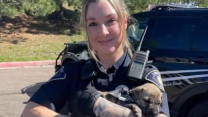 Illustration : L'interpellation de 2 suspects débouche sur le sauvetage d'un chiot caché sous une pile de vêtements dans une voiture volée (vidéo)