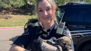 Illustration : "L'interpellation de 2 suspects débouche sur le sauvetage d'un chiot caché sous une pile de vêtements dans une voiture volée (vidéo)"