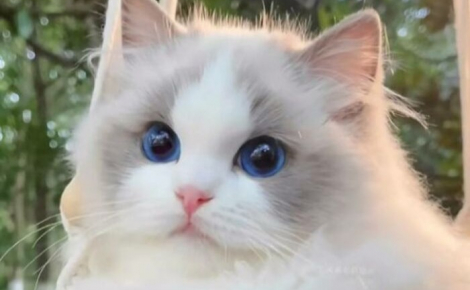 12 photos de chats si adorables qu'elles vont vous faire craquer