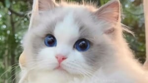 Illustration : "12 photos de chats si adorables qu'elles vont vous faire craquer"