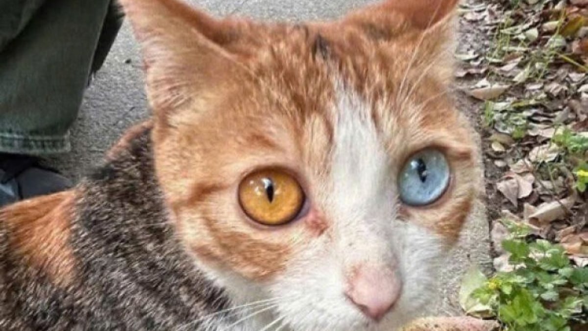 Illustration : "15 photos de chats adorables, entre douceur, beauté et instants insolites"