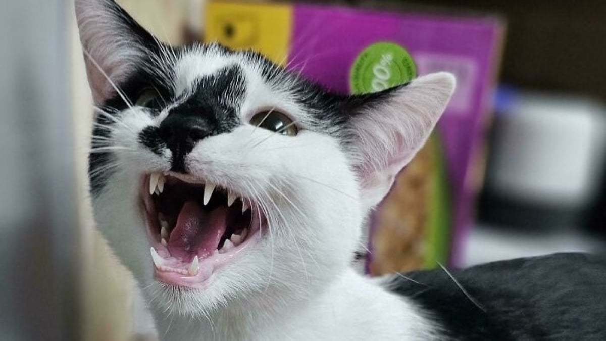 Illustration : "10 chats miaulant à tue-tête qui savent parfaitement jouer les rois du drame"