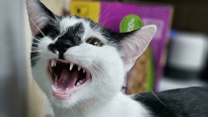 Illustration : "10 chats miaulant à tue-tête qui savent parfaitement jouer les rois du drame"