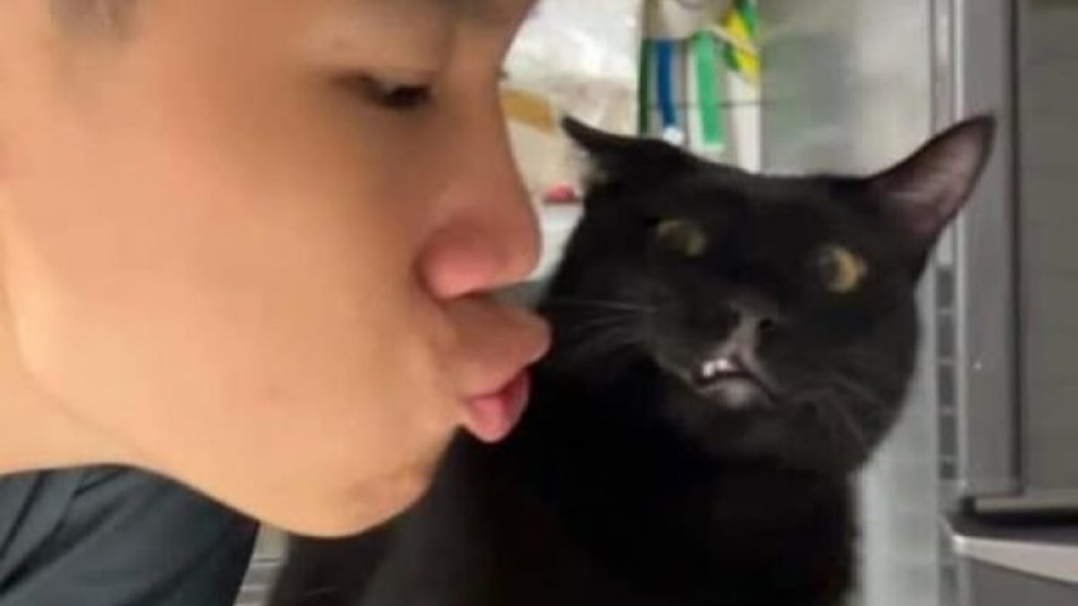 Illustration : "15 images de chats qui se donnent pour mission d'égayer votre quotidien"