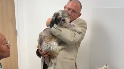 Illustration : Traîné par un tramway, un chien gravement blessé fait preuve d’un courage impressionnant pendant sa convalescence