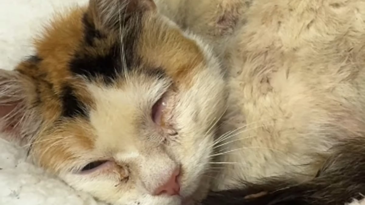 Illustration : "Une bénévole adopte une chatte errante gravement malade pour lui permettre de se sentir aimée jusqu'au bout (vidéo)"