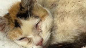Illustration : Une bénévole adopte une chatte errante gravement malade pour lui permettre de se sentir aimée jusqu'au bout (vidéo)