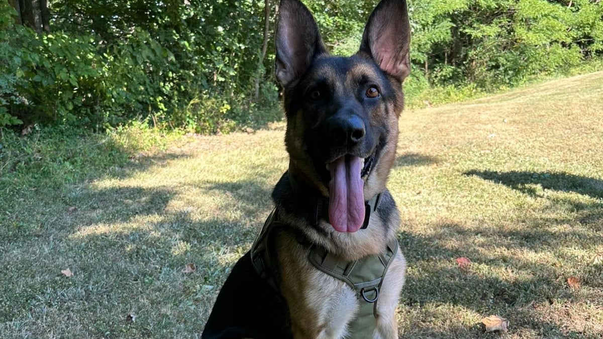 Illustration : "Un chien autrefois errant et mal-en-point retrouve 2 enfants de 11 ans perdus dans la forêt "