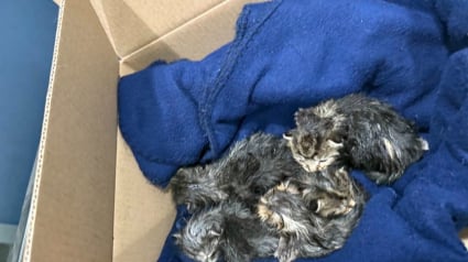 Illustration : Les retrouvailles de 6 nouveau-nés félins avec leur mère après un incendie dévastateur 