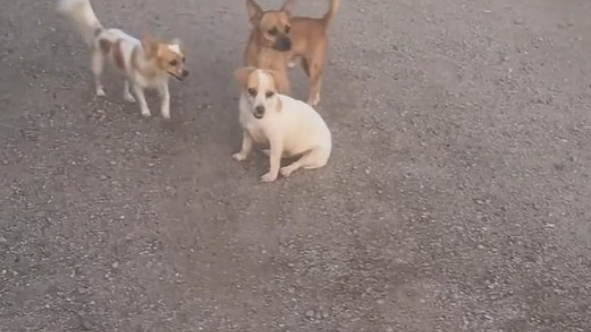 Illustration : "Une vidéo prend de l’ampleur sur les réseaux sociaux et permet de placer 14 animaux abandonnés en sécurité "