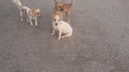 Illustration : Une vidéo prend de l’ampleur sur les réseaux sociaux et permet de placer 14 animaux abandonnés en sécurité 