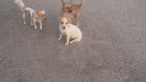 Illustration : Une vidéo prend de l’ampleur sur les réseaux sociaux et permet de placer 14 animaux abandonnés en sécurité 