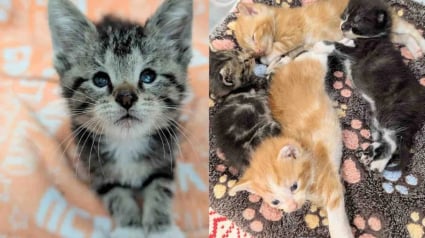 Illustration : Grâce au formidable travail de cette famille d’accueil, une portée de chatons peut désormais espérer une vie heureuse (vidéo)