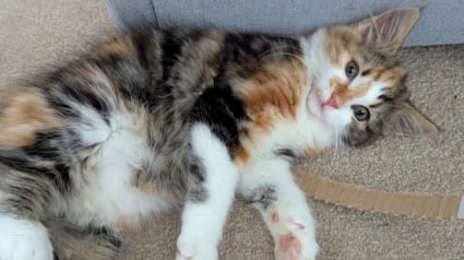 Illustration : À 3 mois, cette petite chatte, jetée dans un sac à dos près d’une gare, cherche désormais sa famille pour la vie