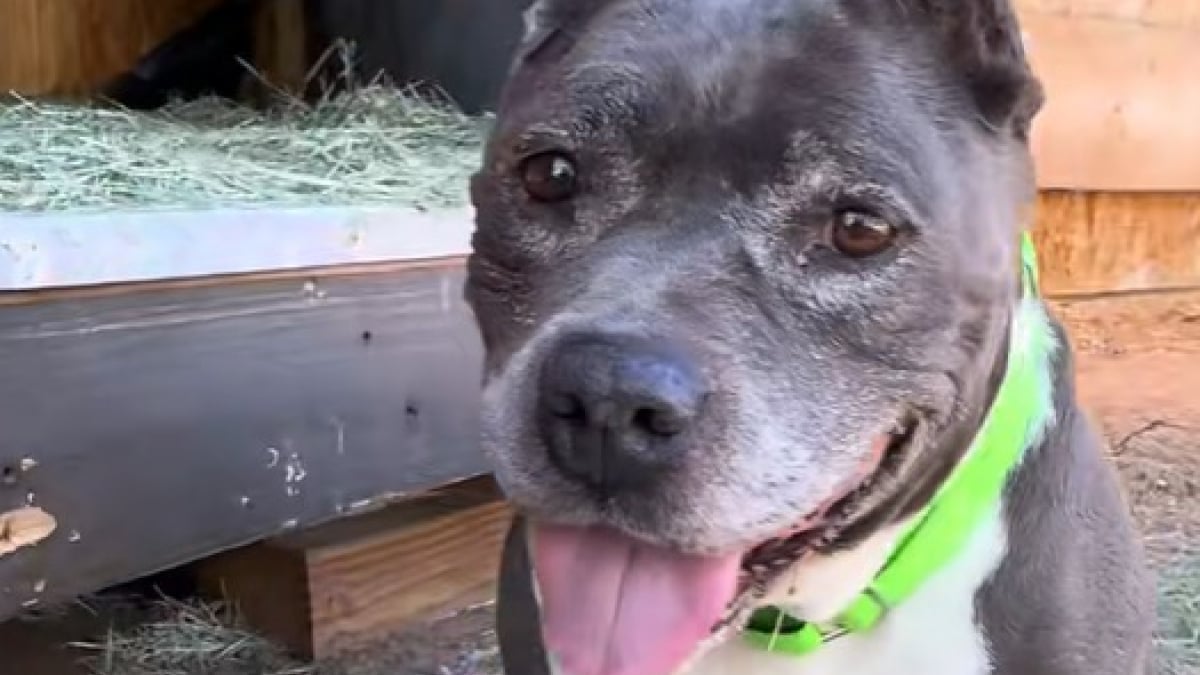 Illustration : "Abandonnée avec des tumeurs plein le corps, cette chienne âgée démontre sa reconnaissance au quotidien "