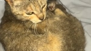 Illustration : Sa chatte accouche dans son lit sans prévenir lors d'une nuit qu’elle n’oubliera jamais (vidéo)