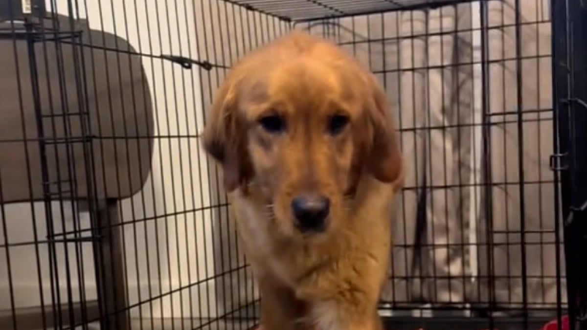 Illustration : "Désormais entourée d’amour et de bienveillance, cette femelle Golden Retriever, jugée “trop ennuyeuse” par ses anciens propriétaires, goûte un bonheur bien mérité (vidéo)"