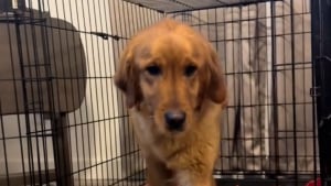 Illustration : Désormais entourée d’amour et de bienveillance, cette femelle Golden Retriever, jugée “trop ennuyeuse” par ses anciens propriétaires, goûte un bonheur bien mérité (vidéo)