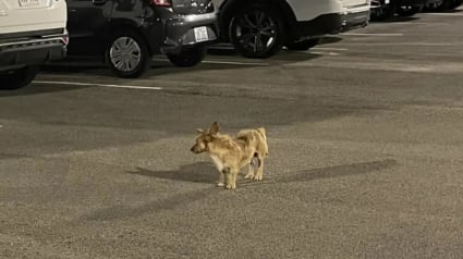 Illustration : Bien décidé à échapper à ses sauveteurs, ce petit chien parcourt 13 kilomètres pour retrouver le parking de l’hôtel où il avait ses habitudes