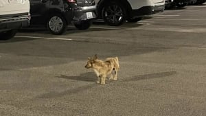 Illustration : "Bien décidé à échapper à ses sauveteurs, ce petit chien parcourt 13 kilomètres pour retrouver le parking de l’hôtel où il avait ses habitudes"