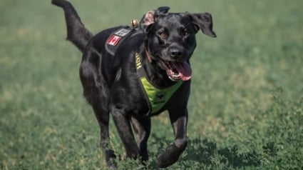 Illustration : Disparue avec son chien, une septuagénaire atteinte de démence retrouvée saine et sauve grâce au flair d’un Labrador