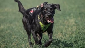 Illustration : Disparue avec son chien, une septuagénaire atteinte de démence retrouvée saine et sauve grâce au flair d’un Labrador
