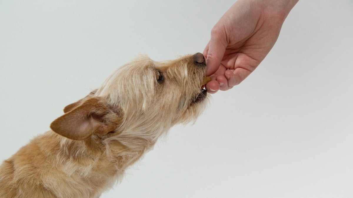 Illustration : "Animalis débarque sur Uber Eats pour chouchouter vos animaux en quelques clics"