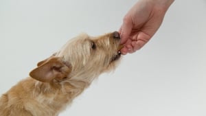 Illustration : "Animalis débarque sur Uber Eats pour chouchouter vos animaux en quelques clics"