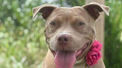 Illustration : Retrouvée enceinte et attachée à un arbre cette chienne cherche désespérément sa prochaine maison