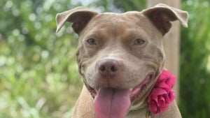 Illustration : Retrouvée enceinte et attachée à un arbre cette chienne cherche désespérément sa prochaine maison