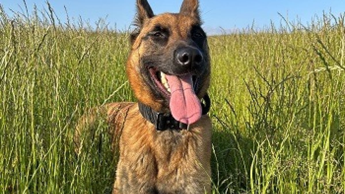 Illustration : "Un chien met la patte sur un camion volé contenant près de 130 000 € de vin"