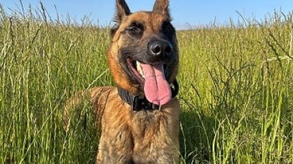 Illustration : Un chien met la patte sur un camion volé contenant près de 130 000 € de vin