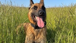 Illustration : Un chien met la patte sur un camion volé contenant près de 130 000 € de vin