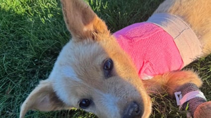 Illustration : Un vétérinaire promet de redonner vie à une chienne retrouvée amaigrie, épuisée et avec une patte cassée