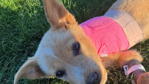 Illustration : "Un vétérinaire promet de redonner vie à une chienne retrouvée amaigrie, épuisée et avec une patte cassée"