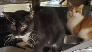 Illustration : "67 chats à l’adoption après avoir été sortis de conditions de vie « horribles » dans un refuge qui prônait le bien-être animal"