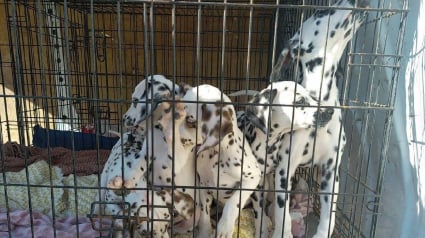 Illustration : Après un an d’attente, ces Dalmatiens sauvés d'éleveurs négligents peuvent enfin être adoptés