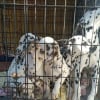 Illustration : Après un an d’attente, ces Dalmatiens sauvés d'éleveurs négligents peuvent enfin être adoptés