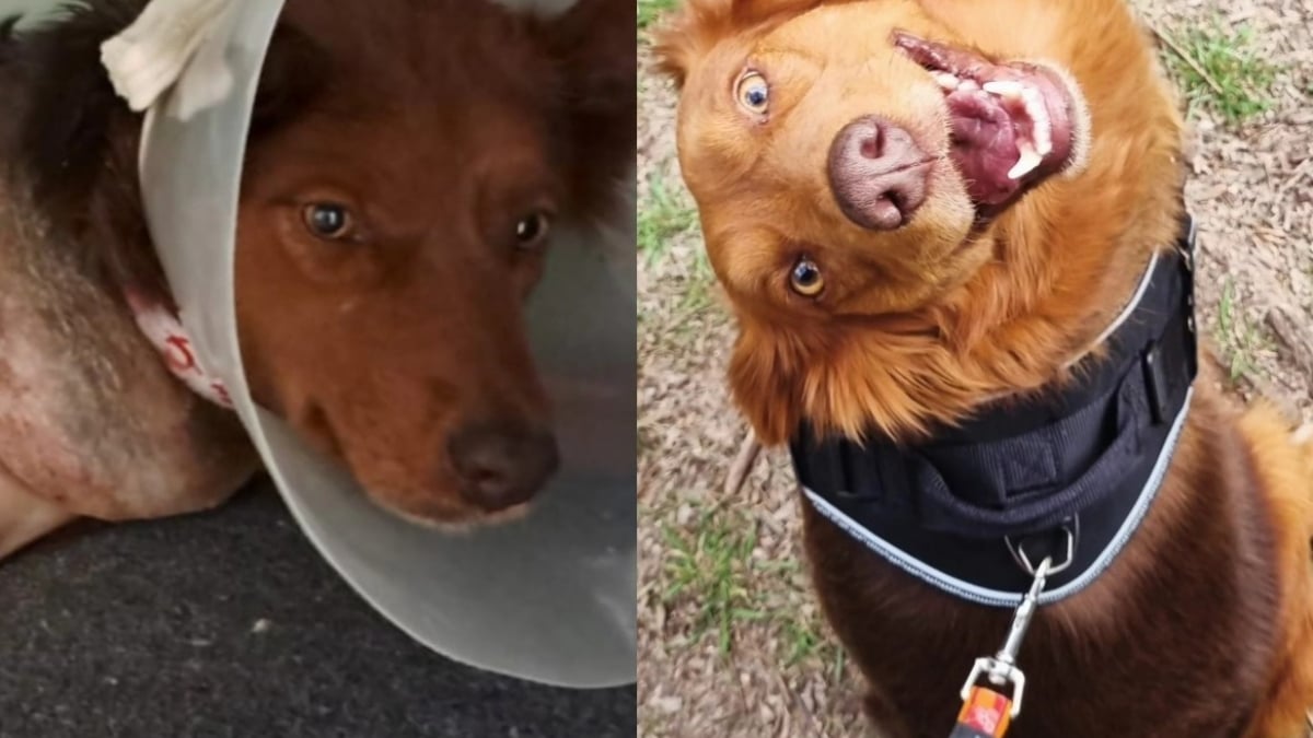 Illustration : "« D'indésirable à inoubliable », amputée à cause d’un chauffard, cette chienne perd une patte, mais finit par obtenir le gros lot "