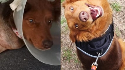 Illustration : « D'indésirable à inoubliable », amputée à cause d’un chauffard, cette chienne perd une patte, mais finit par obtenir le gros lot 