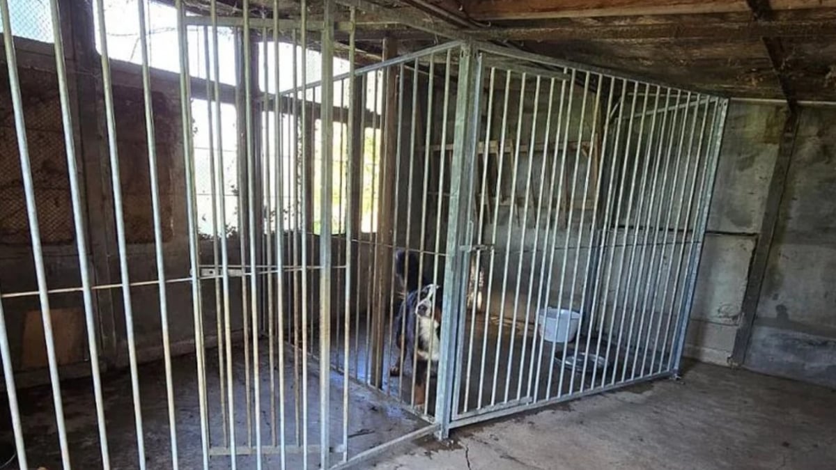 Illustration : "Après des négociations tendues avec les propriétaires, 40 chiens récupérés d’un élevage qui s’est « laissé dépasser » par la situation "