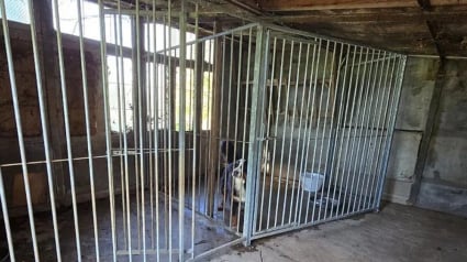 Illustration : Après des négociations tendues avec les propriétaires, 40 chiens récupérés d’un élevage qui s’est « laissé dépasser » par la situation 