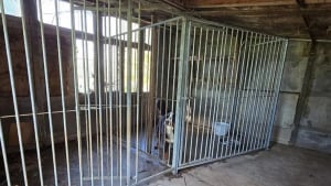 Illustration : Après des négociations tendues avec les propriétaires, 40 chiens récupérés d’un élevage qui s’est « laissé dépasser » par la situation 