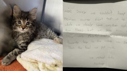 Illustration : « Ce n’est pas la bonne façon de procéder », la lettre laissée avec ce chaton malade déposé en cachette a profondément touché les bénévoles