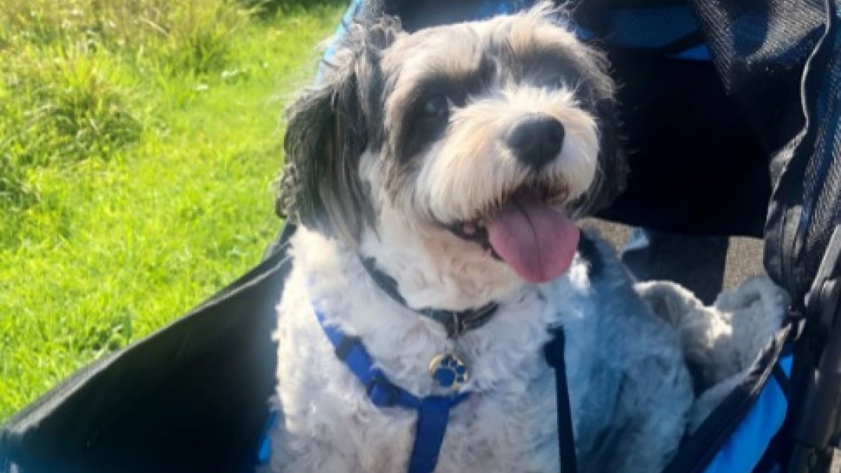 Illustration : "Moquée parce qu’elle promenait son chien en poussette, cette femme traînait en réalité une lourde histoire (vidéo) "