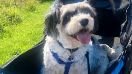 Illustration : Moquée parce qu’elle promenait son chien en poussette, cette femme traînait en réalité une lourde histoire (vidéo) 