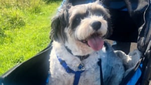 Illustration : Moquée parce qu’elle promenait son chien en poussette, cette femme traînait en réalité une lourde histoire (vidéo) 