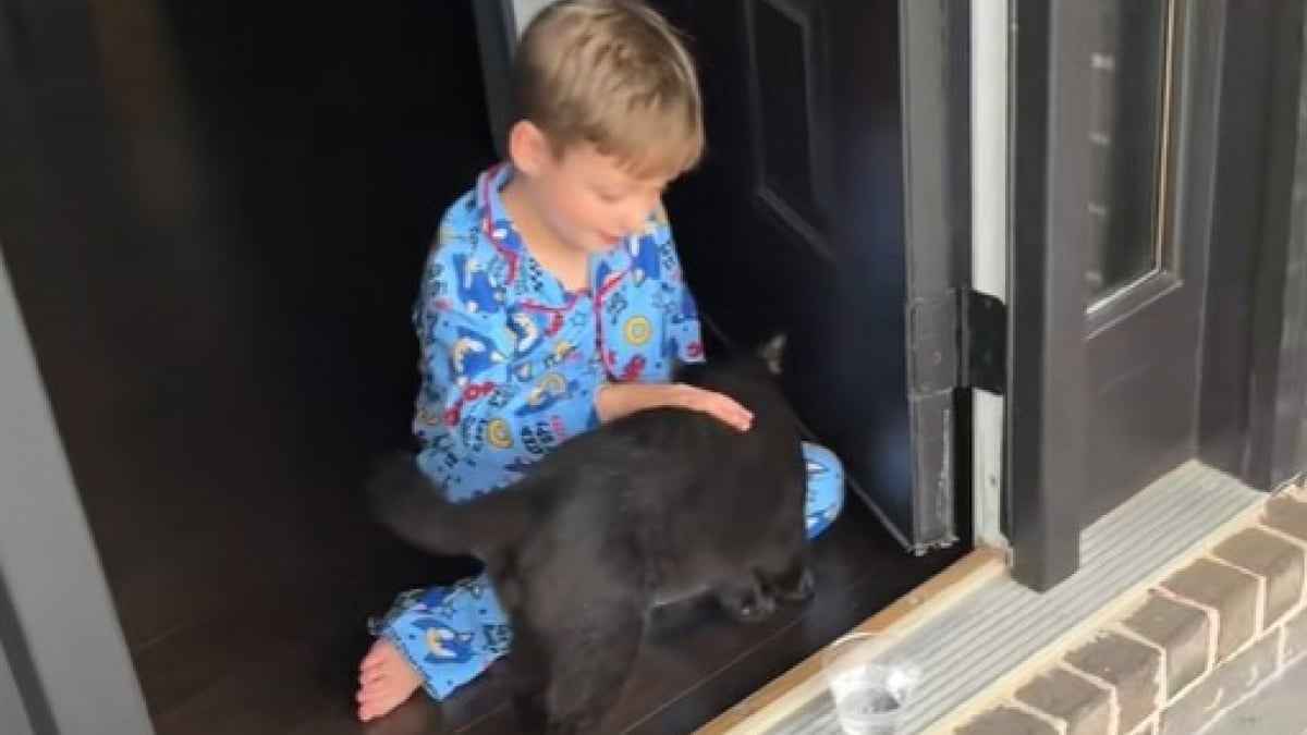 Illustration : "Cet enfant préférait les chiens, mais tombe instantanément amoureux du chat errant qui l’a choisi (vidéo) "