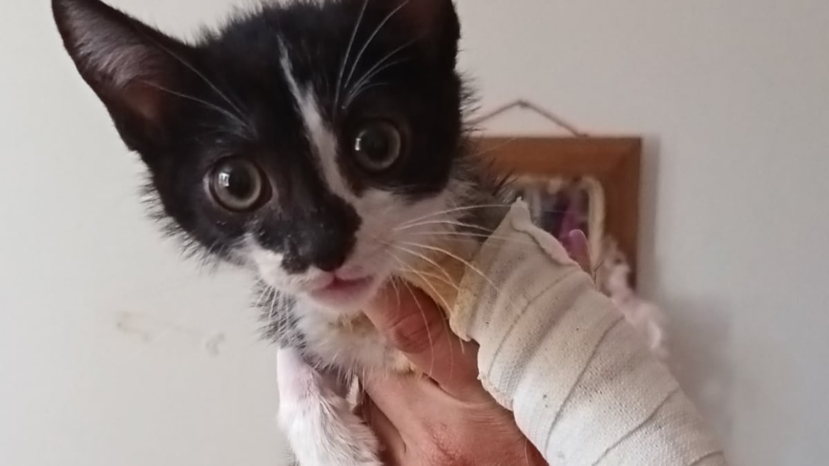 Illustration : "De lourds soucis de santé se cachaient derrière la joie de vivre d’un chaton heureux d’avoir été sauvé "